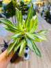 6" Aglaonema Hybrid #10