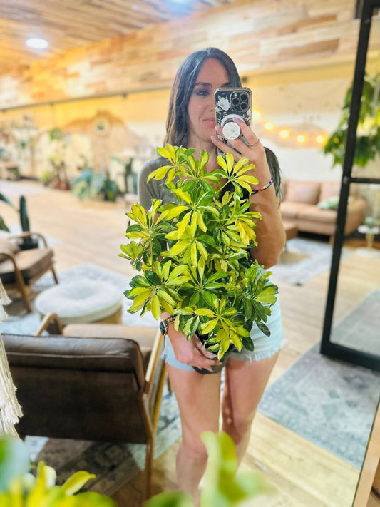 8" Schefflera Arboricola Variegated