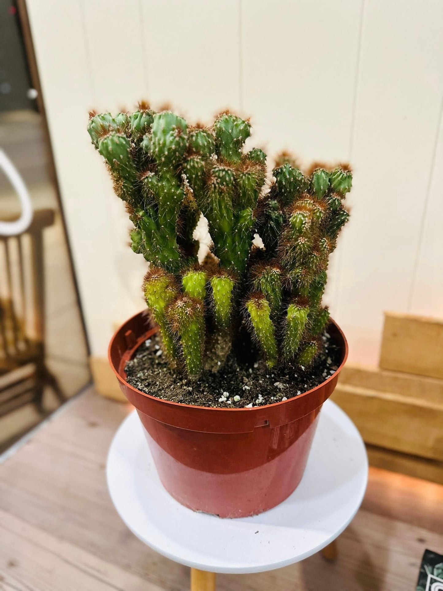 8" Cereus Repandus Monstrose