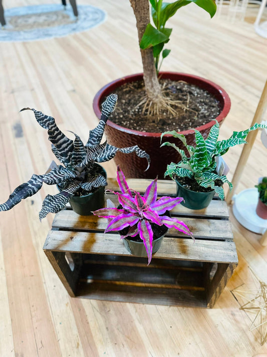 5" Cryptanthus