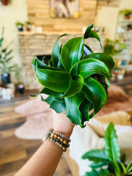 4" Dracaena Twister