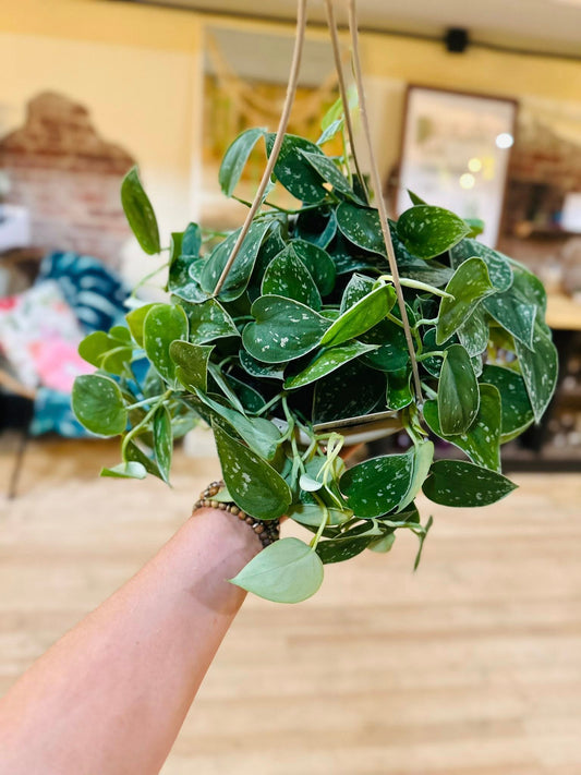 8" Scindapsus Pictus Basket