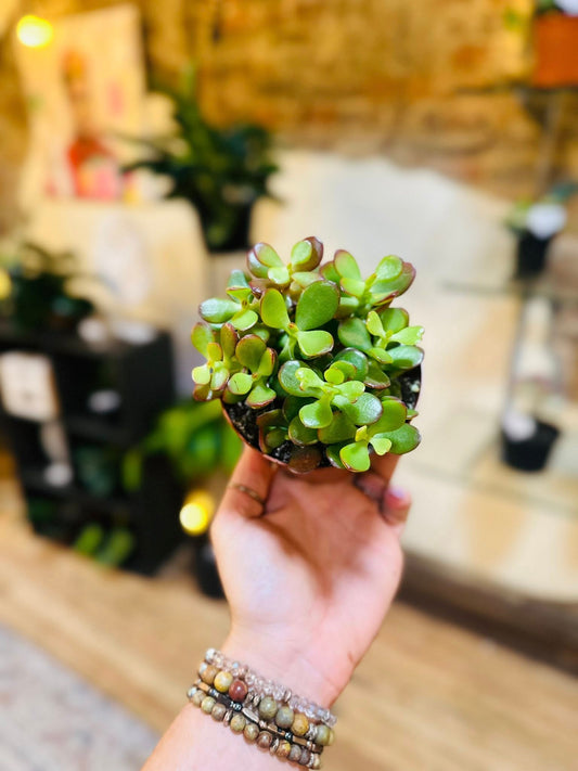 4" Crassula Jade Mini