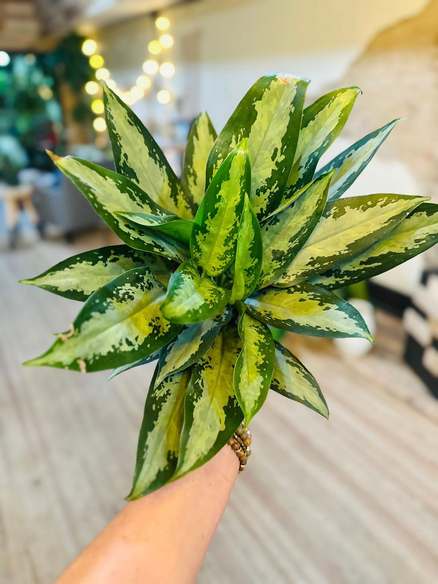 6" Aglaonema Jubilee
