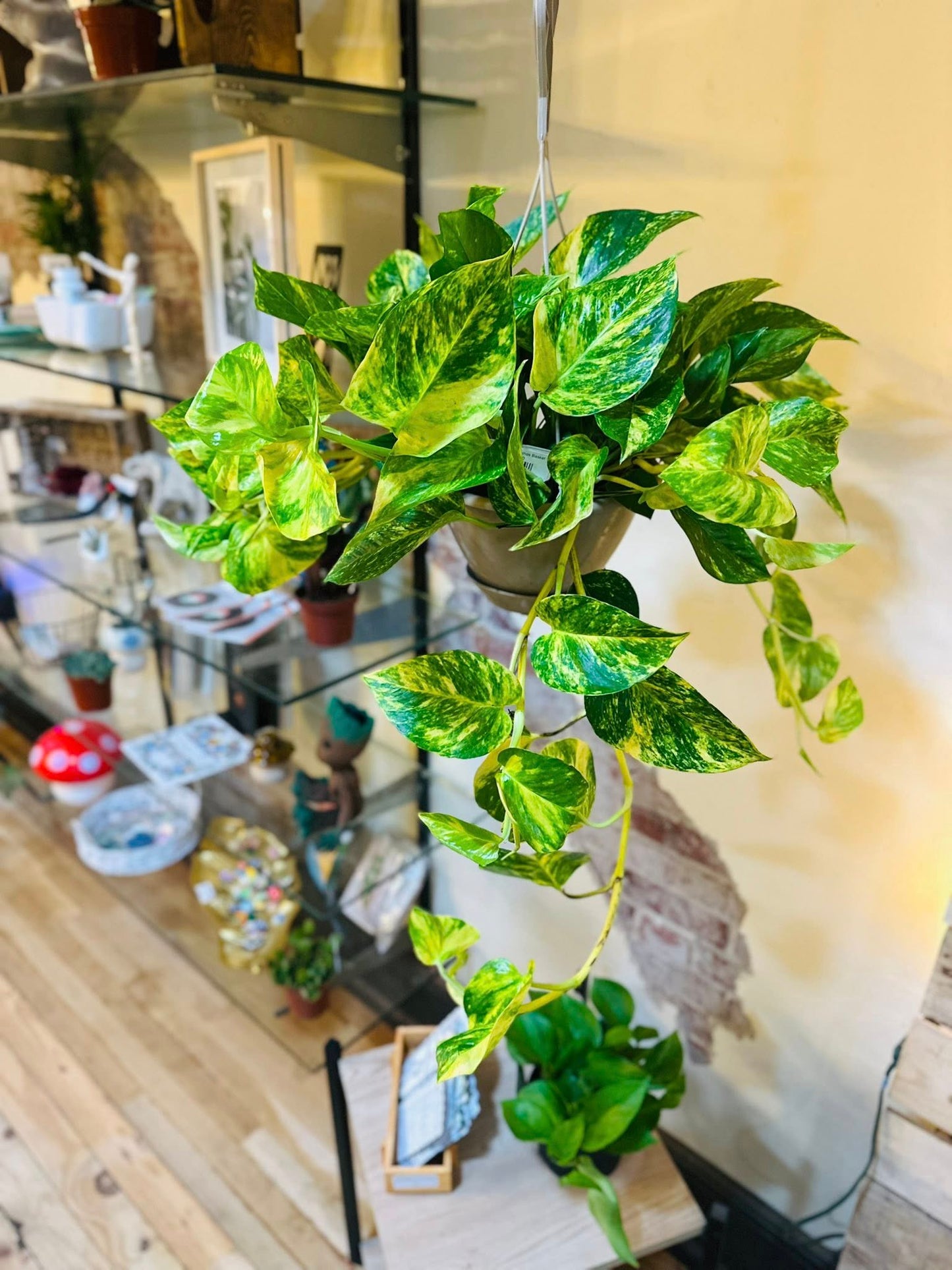 8" Churchill Pothos Basket