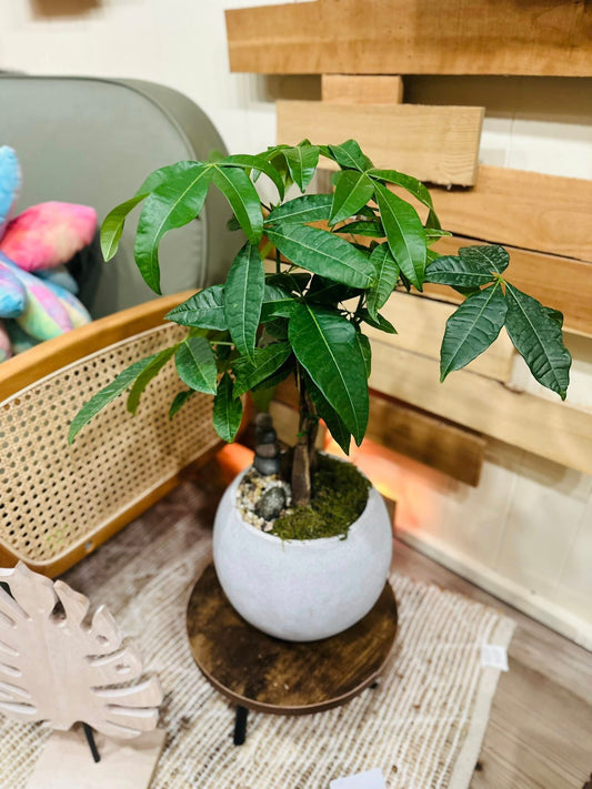 10" Bonsai