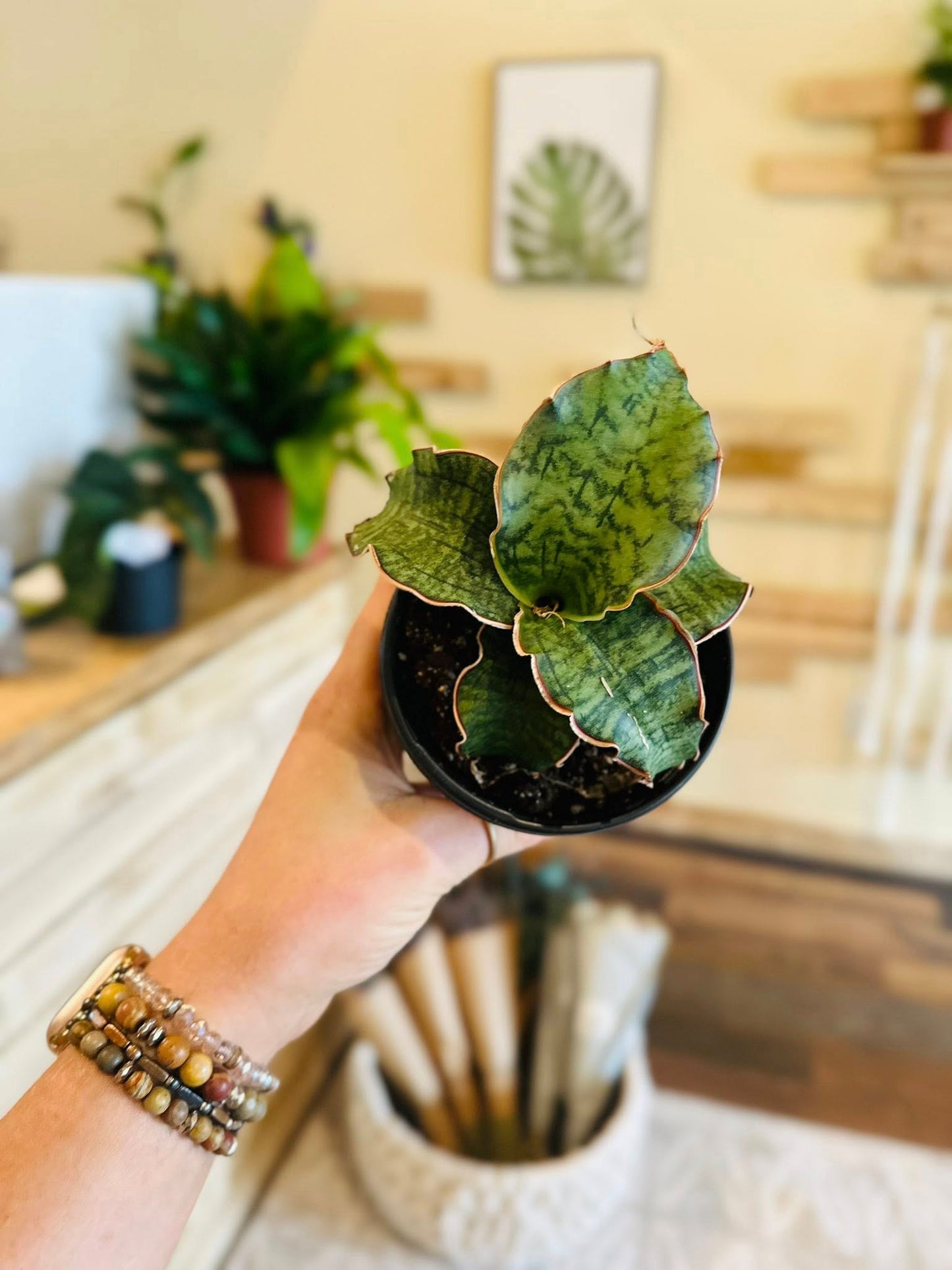 4" Kirkii Blue Snake Plant