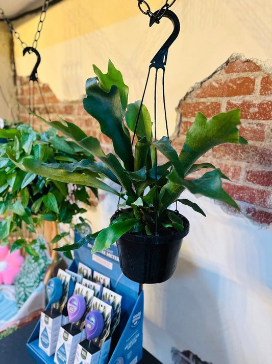 8" Staghorn Fern Basket