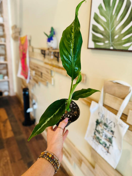 4" Dieffenbachia Cougar