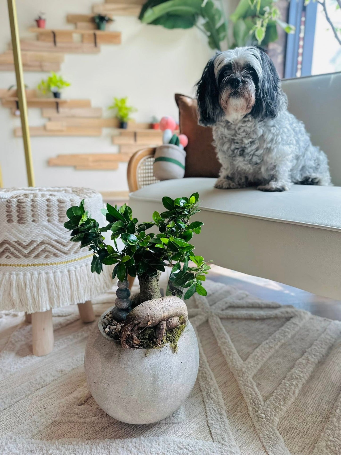 10" Bonsai