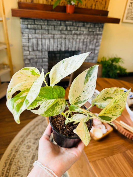 4" Epipremnum Pinnatum Marble