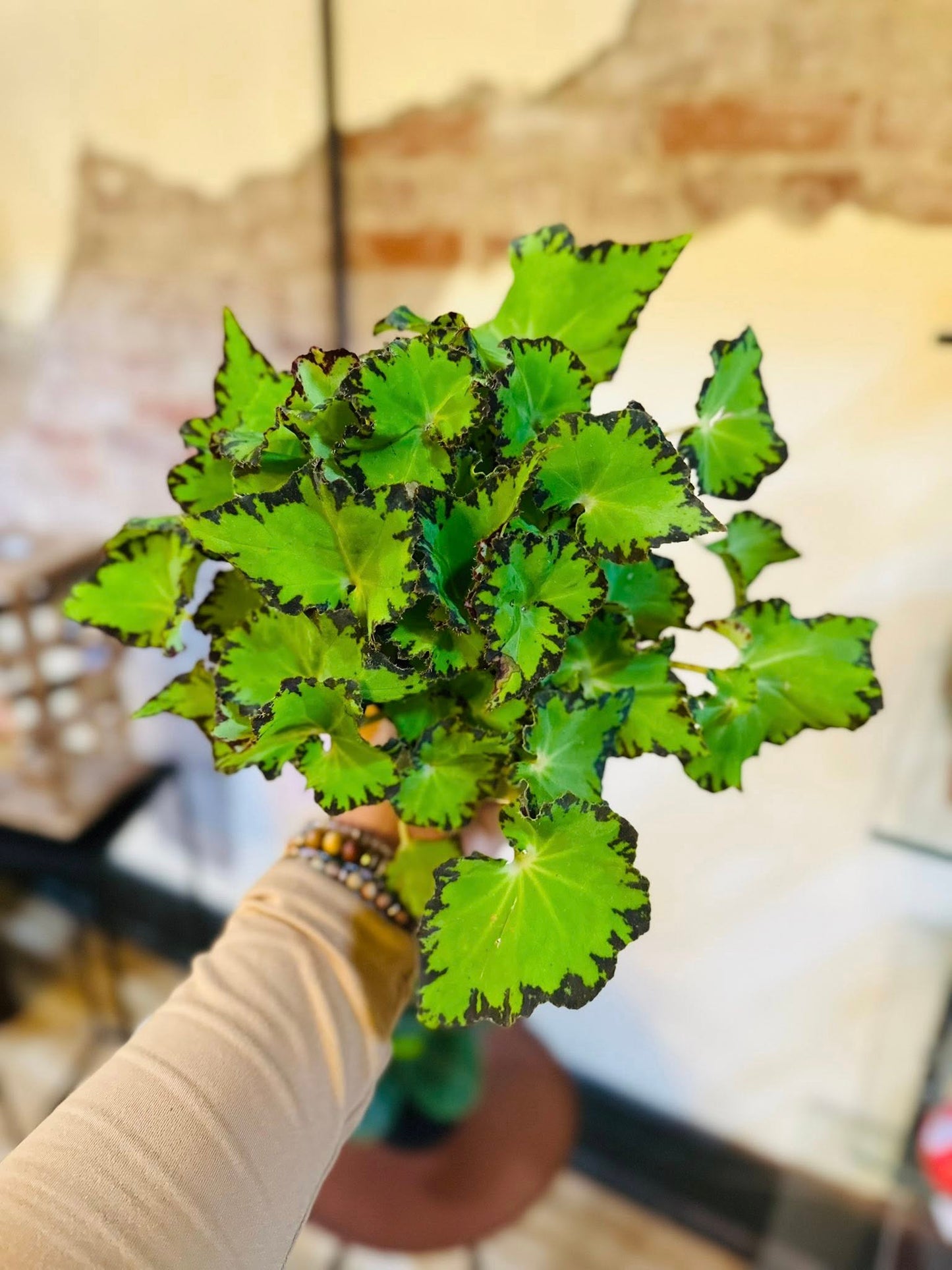 4" Begonia Jive