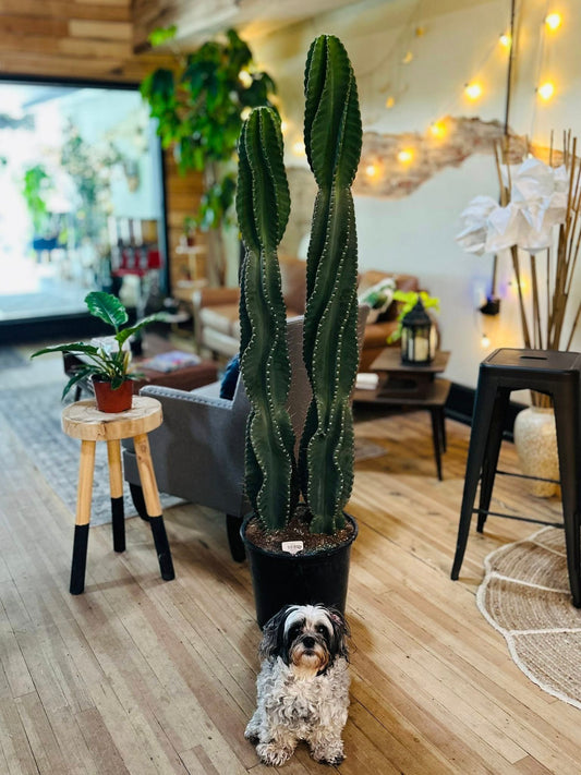 14" Cereus Peruvianus Spiral Cactus