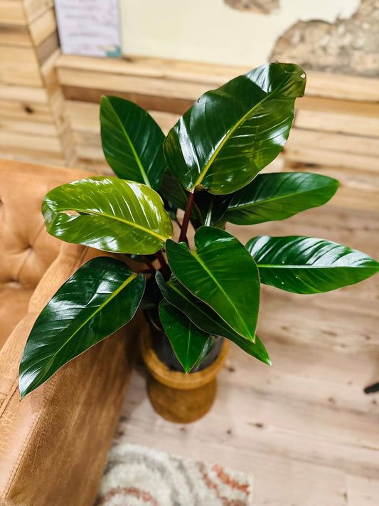 10" Philodendron Congo Rojo