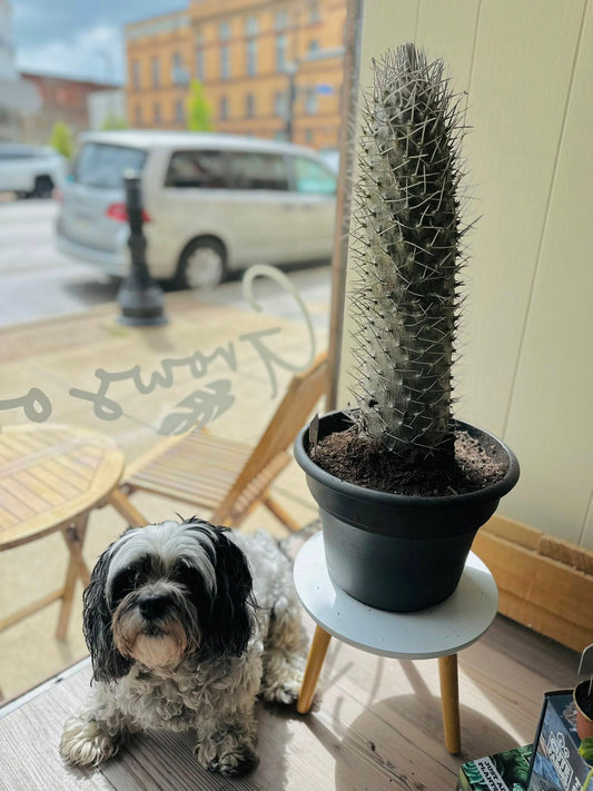 12" Madagascar Palm