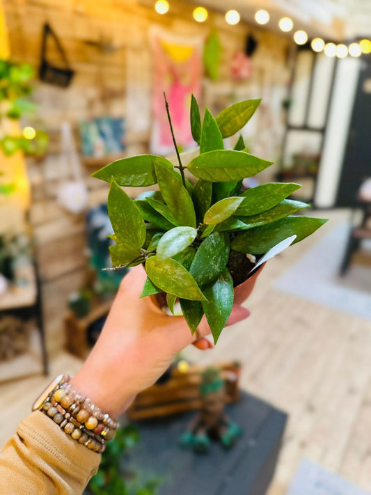 4" Hoya Gracilis
