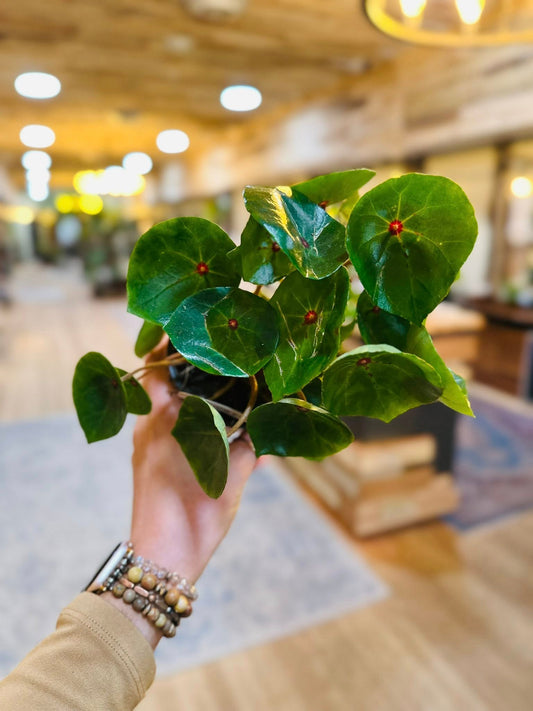 4" Begonia Conchifolia Red Ruby
