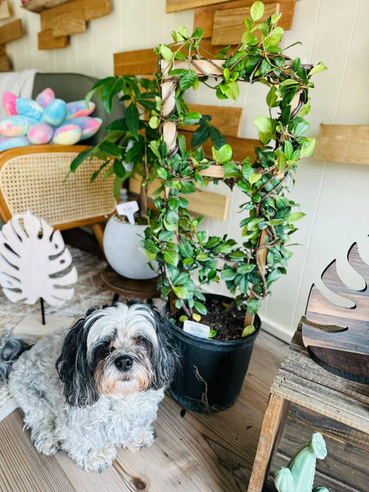 10" Jasmine Confederate Trellis