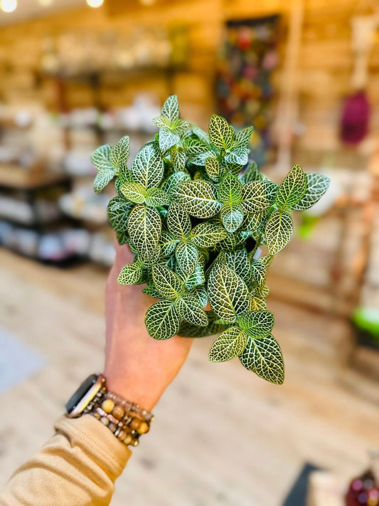 4" Fittonia Silver