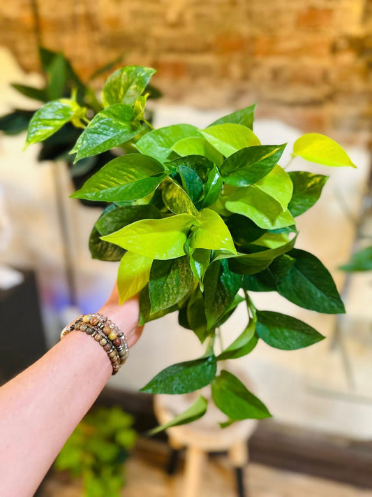 6" Frankenstein Pothos