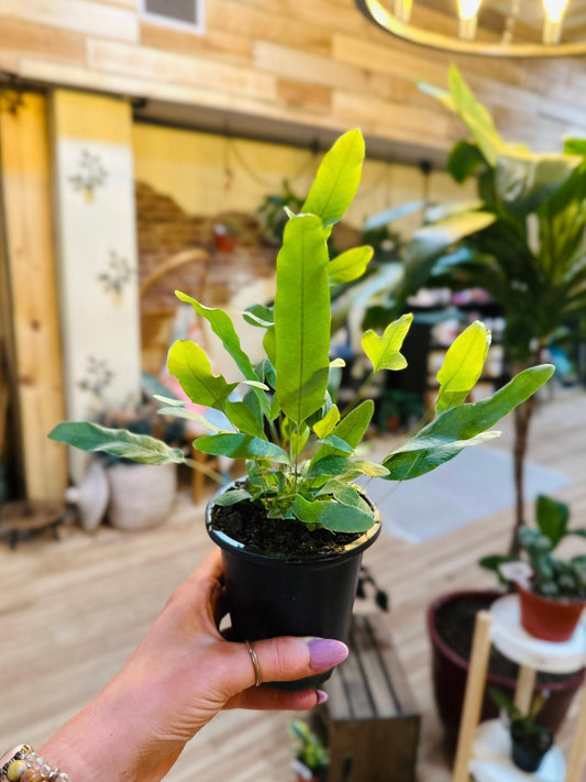 4" Blue Star Fern