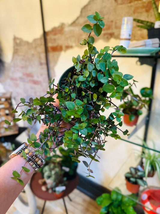 4" Callisia Repens