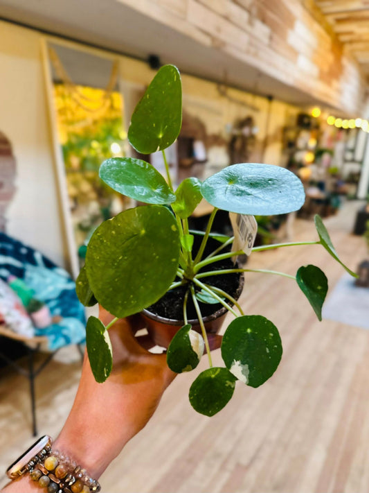 4" Pilea Peperomioides White Splash
