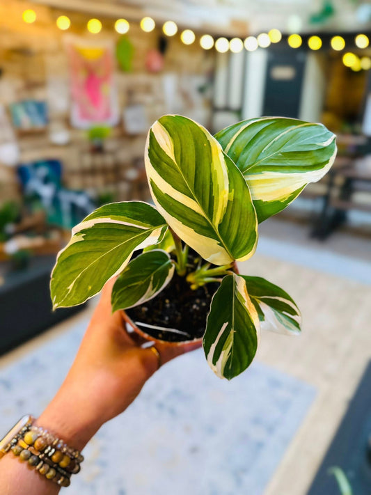 4" Maranta Arundinacea Variegated