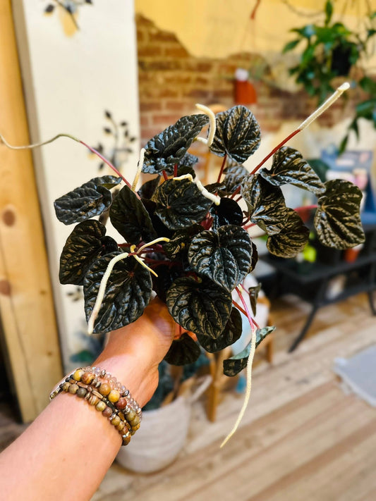 4" Peperomia Red Ripple