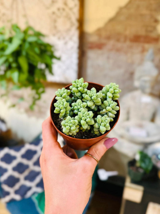 4" Burro Tail