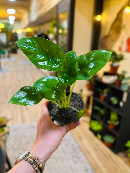 4" Alocasia Lukiwan