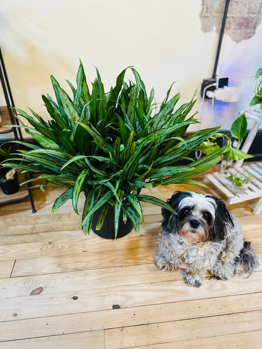 10" Aglaonema Cutlass