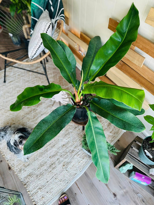 10" Philodendron Ruizii