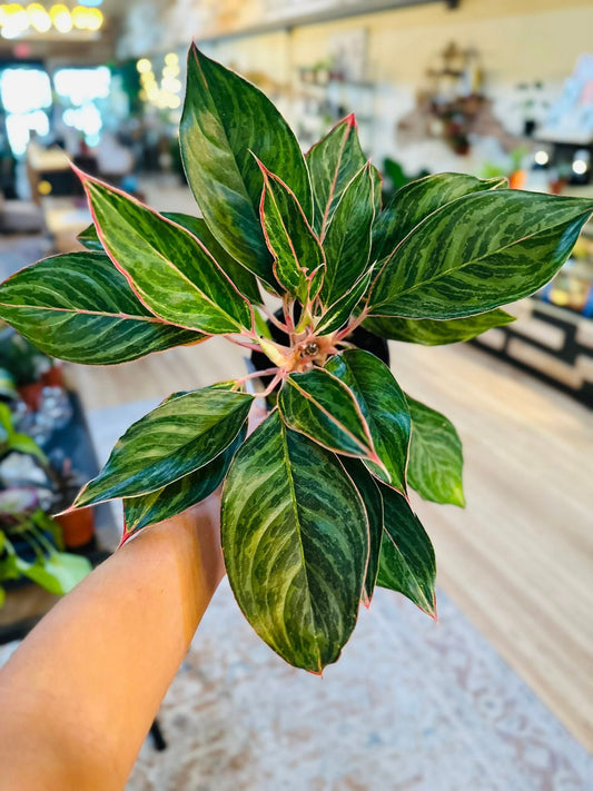 6" Aglaonema Moonstone Miles