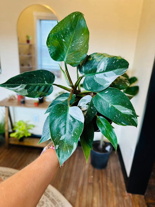 6" Philodendron White Princess