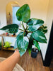6" Philodendron White Princess