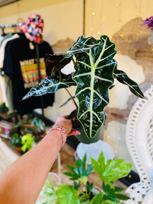 6" Alocasia Polly