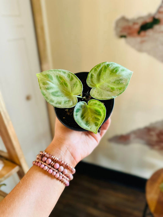 4" Anthurium Dorayaki