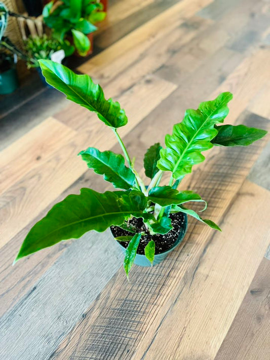 8" Philodendron Narrow Scape