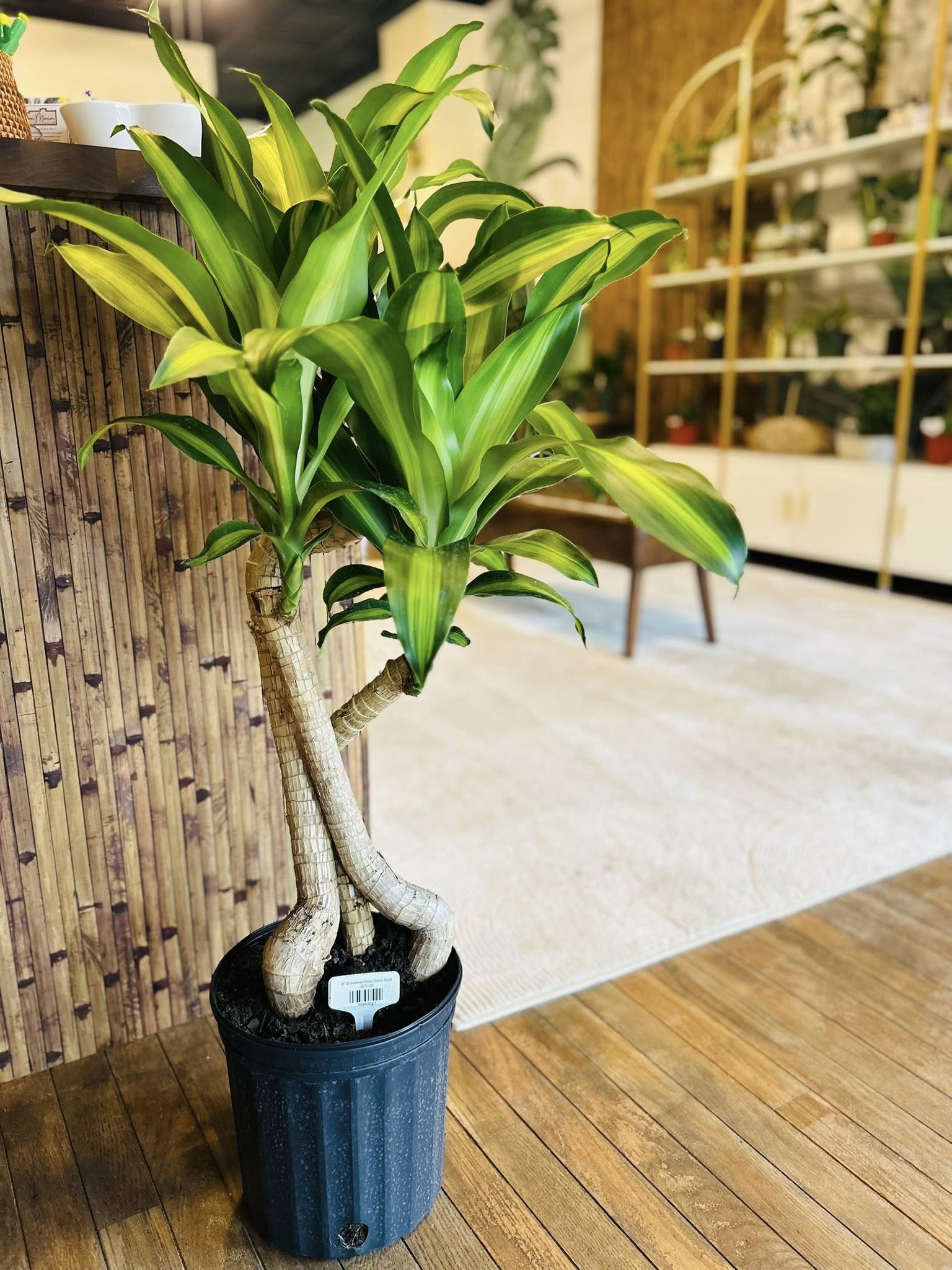 vigoro dracaena mass cane 8" Dracaena Mass Cane Twist – Grows on Main