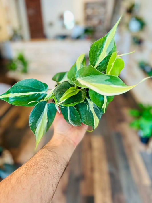 4" Philodendron Silver Stripe