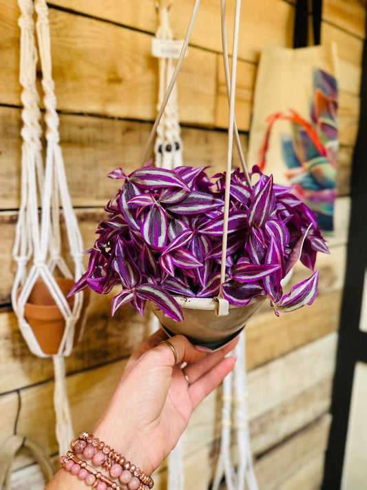 6" Tradescantia Pink Paradise Basket
