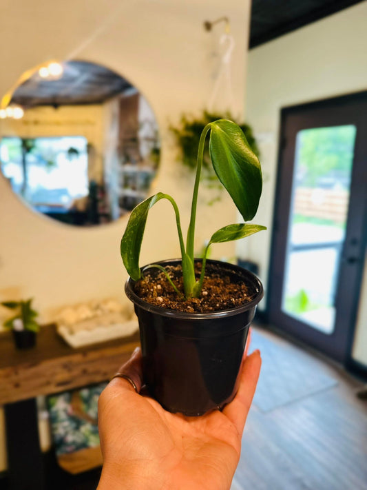 4" Monstera Burle Marx Flame
