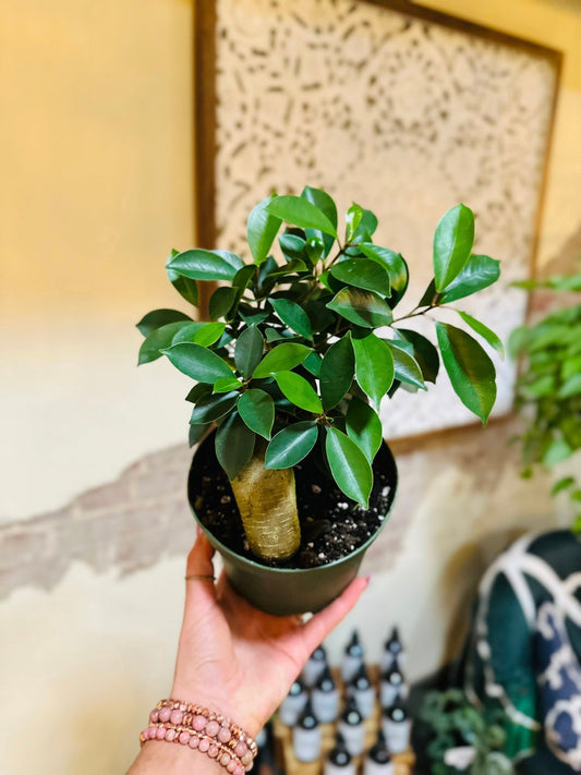 6" Ficus Microcarpa Ginseng