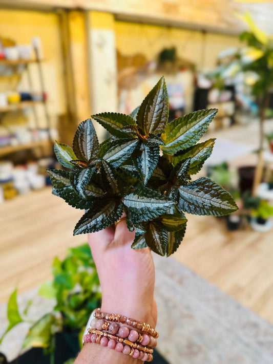 4" Pilea Silver Tree