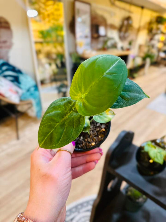 4" Syngonium Frosted Heart