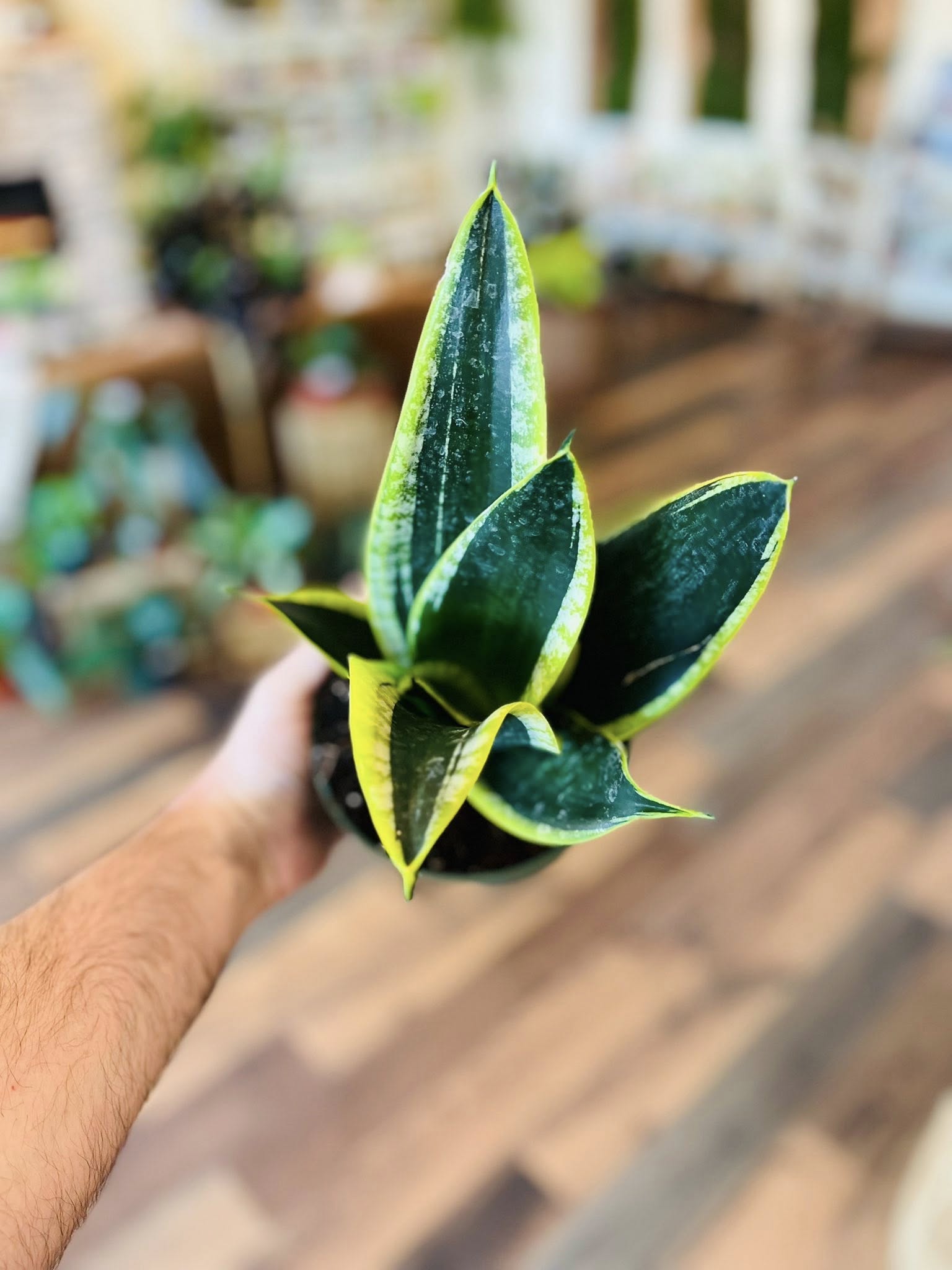 black gold superba snake plant 6" Black Gold Superba Snake Plant