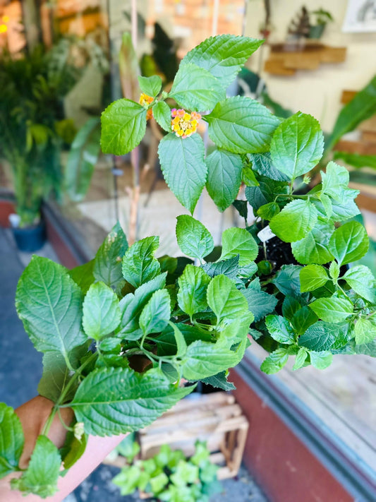 6" Lantana 'Florida Sunset'