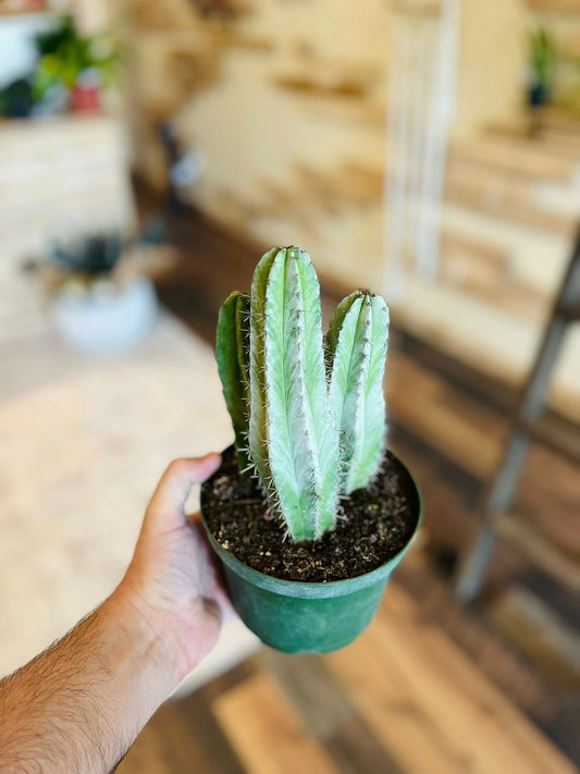 6" Grey Ghost Cactus