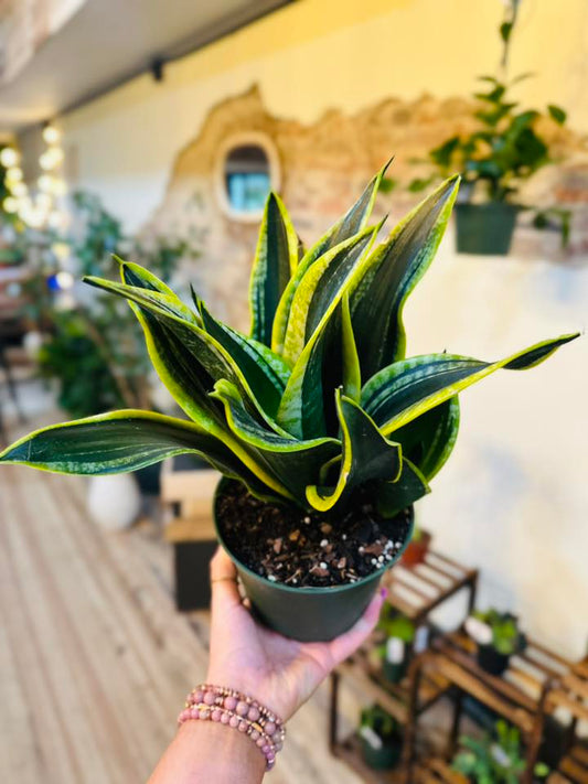 6" Black Gold Superba Snake Plant